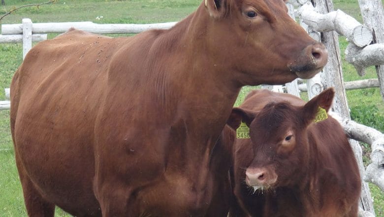 Govedarstvo – gde je naša kravica – 18 PREDIVNIH STVARI KOJE MOŽDA NE ZNATE O KRAVAMA!