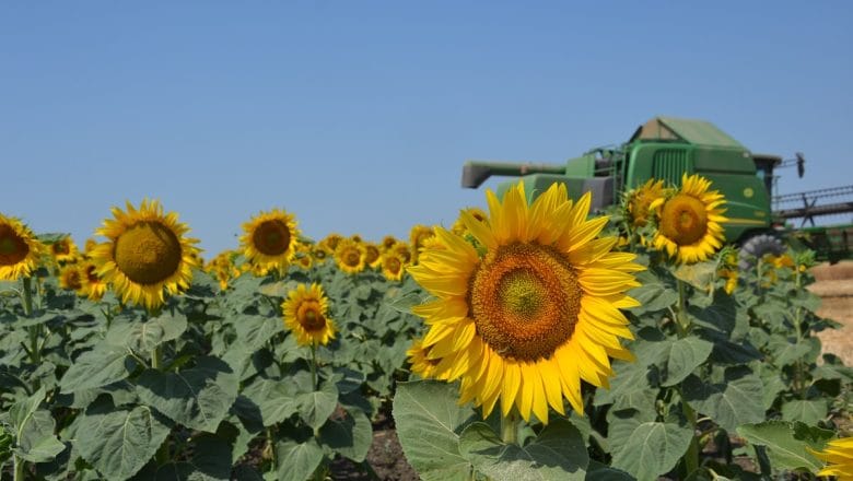 Stižu podsticaji za sertifikovano seme! Proverite eSanduče – rešenja su poslata