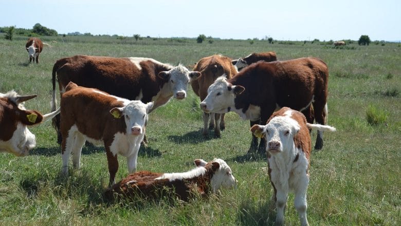 HÚSMARHAFAJTÁK ÉS SZERBIAI TENYÉSZTŐI KÖZPONTOK
