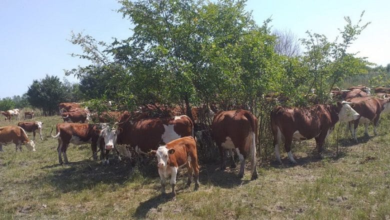 A „NÖVENDÉKMARHA HÚS SZERBIA TERMÉSZETÉBŐL“ MÁRKANÉV JELÖLÉSIG VEZETŐ ÚT