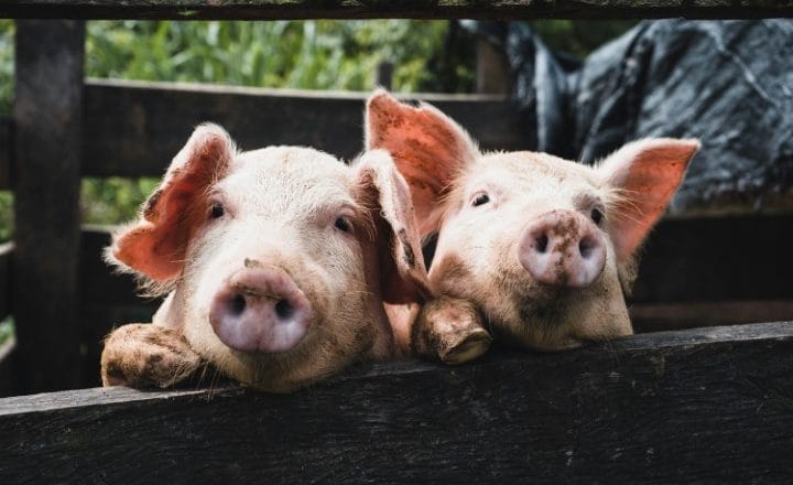 Agroekonomista Milan Prostran za „Vreme“: Poražavajuće stanje u stočarstvu