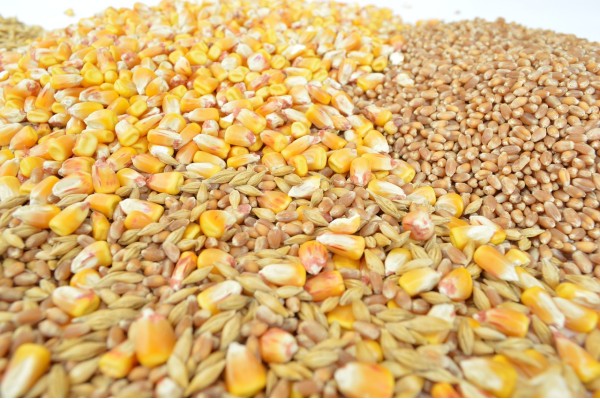 Poslovnost Robnih rezervi:razmena mineralnog đubriva za pšenicu i kukuruz!