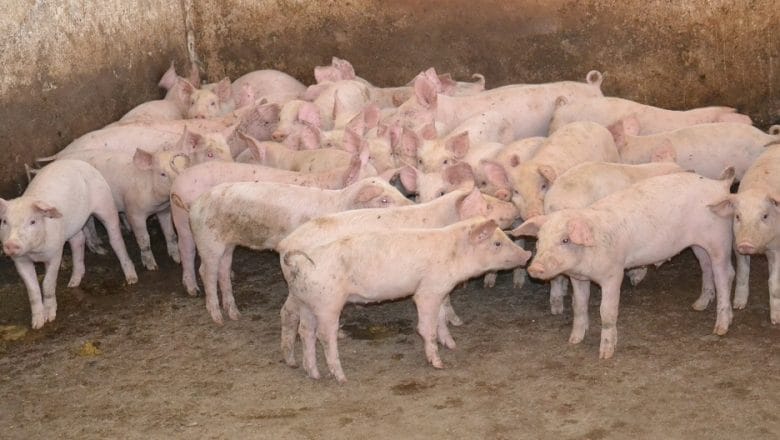 Očekuje se pad svetske proizvodnje svinjetine