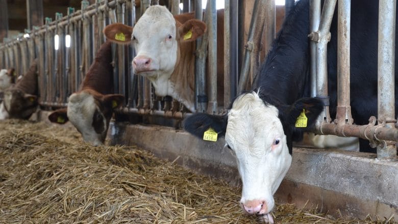 Razmena kukuruza za stoku – zašto samo simentalac?