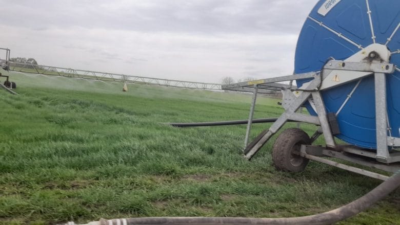 BERZA MILANO: POČELA PRODAJA PŠENICE NOVOG RODA