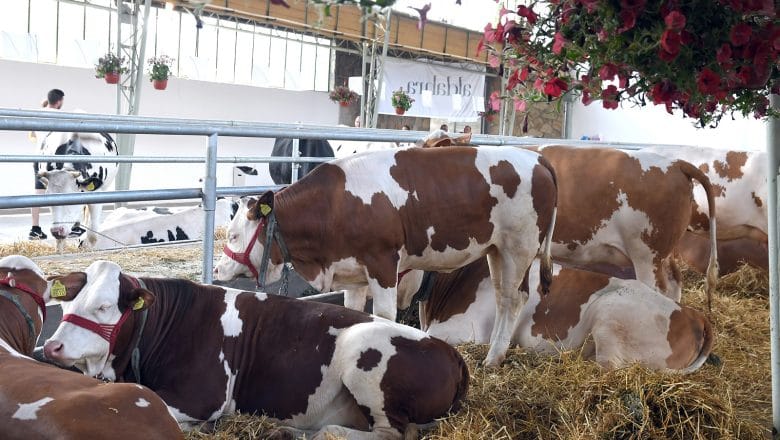 UTOVLJENA JUNAD – 4,15 EUR/KG ŽIVE MERE