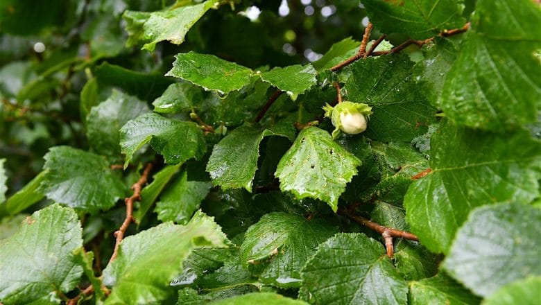 Biljka koja donosi i preko 13.000 evra po hektaru, a daje rod 40 godina