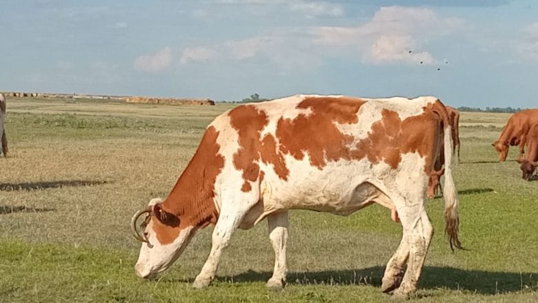 NACIONALNA ASOCIJACIJA ODGAJIVČA GOVEDA ODRŽALA SKUPŠTINU