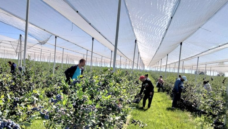 Zašto je borovnica „plavo zlato“ Srbije: Realnost iza cene od 2.200 dinara