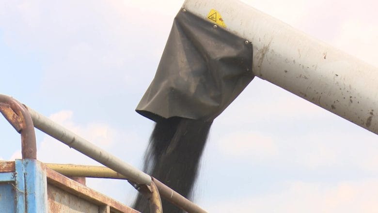 Subotica: Prinos uljane repice najmanji u poslednjih nekoliko godina