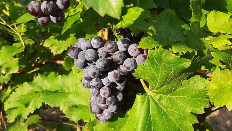 Vinogradarstvo i vinarstvo: Privredna saradnja Srbije i Španije (AUDIO)