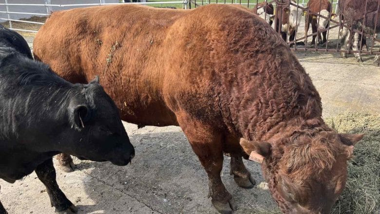 STOČARI POZDRAVLJAJU NAJAVU MINISTRA MARTINOVIĆA O RASPISIVANJU JAVNOG POZIVA, A PORUČUJU, SAMO BEZ ŠTOPERICE…
