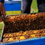 Pčalari očekuju medonosnu sezonu