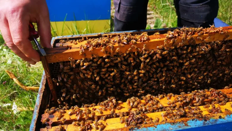 Pčalari očekuju medonosnu sezonu