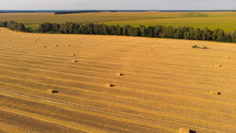 Očekuje se dobar prinos pčenice, sve zavisi od klime
