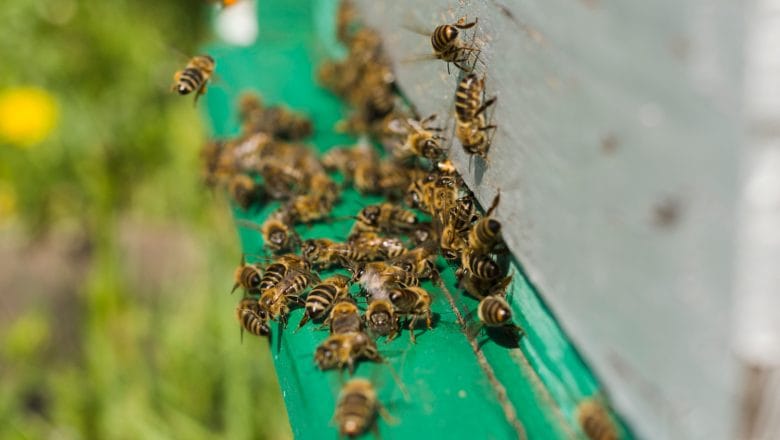 Pčele uče da se same brane od varoe: nova nada u pčelarstvu