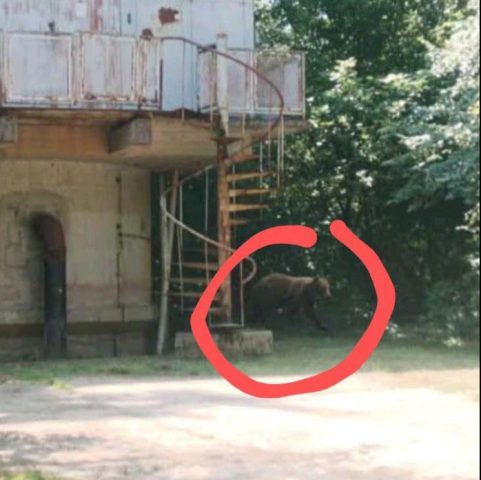 crvenom krugu medved snimljen između Progara i Kupinova