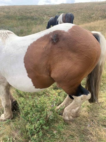 „rukopis“ medveda na ždrepcu na Staroj Planini.