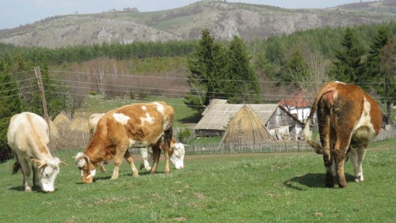 Država daje više od 18 milijardi dinara za kvalitetna priplodna grla za 2025. godinu