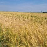 Da li Srbija može da ojača svoj izvoz pšenice na Balkanu?