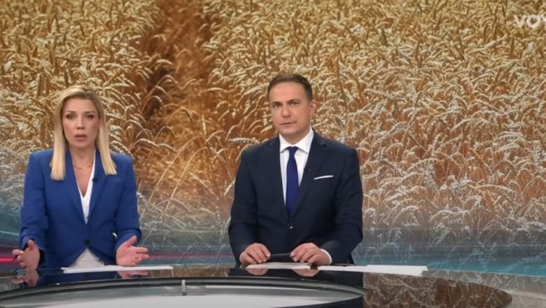 Hrvatska reportaža sa njiva pred žetvu fokus niske otkupne cene