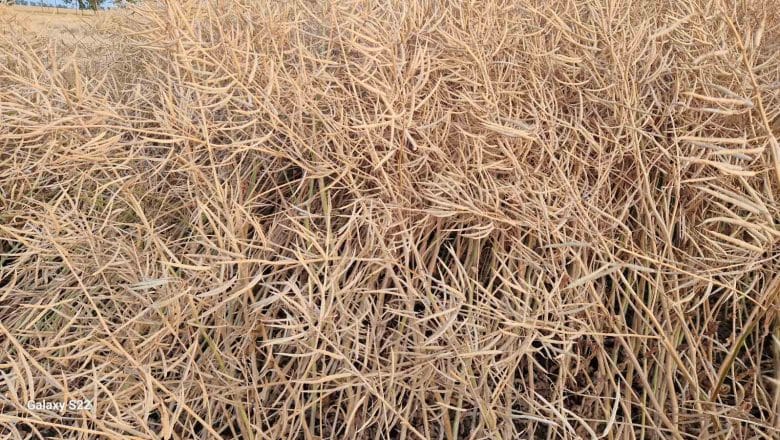 UVOD PRED „ŽETVENU BURU“