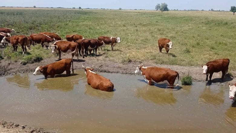 NEDOSTAJU ČOBANI I POJILA