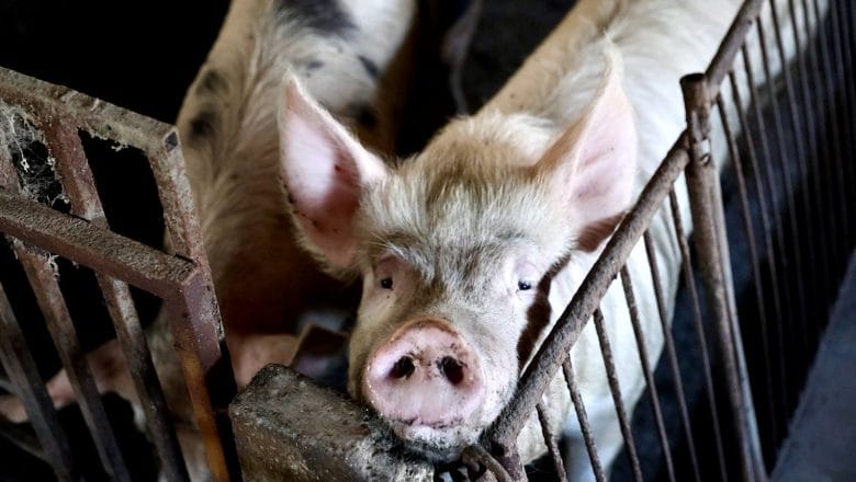 Situacija pod kontrolom: Afrička kuga svinja zaustavljena, država isplaćuje štetu