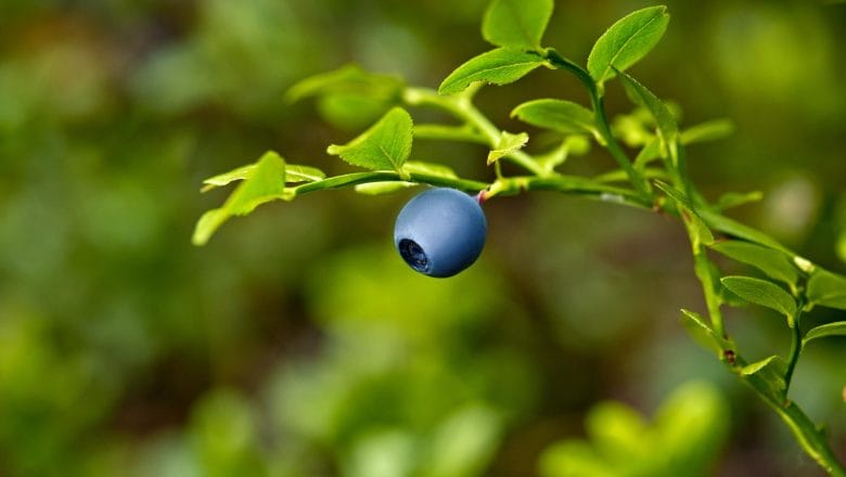 Berba borovnica – Proizvođači zadovoljno trljaju ruke
