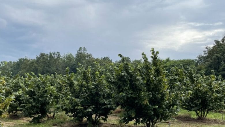 Beograd dodeljuje bespovratne podsticaje za poljoprivrednike – prijave do 24. jula