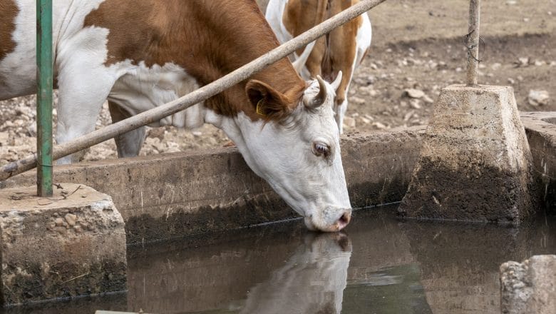 Hitna isporuka vode za stoku na Suvoj planini – Ministarstvo reagovalo drugi dan zaredom