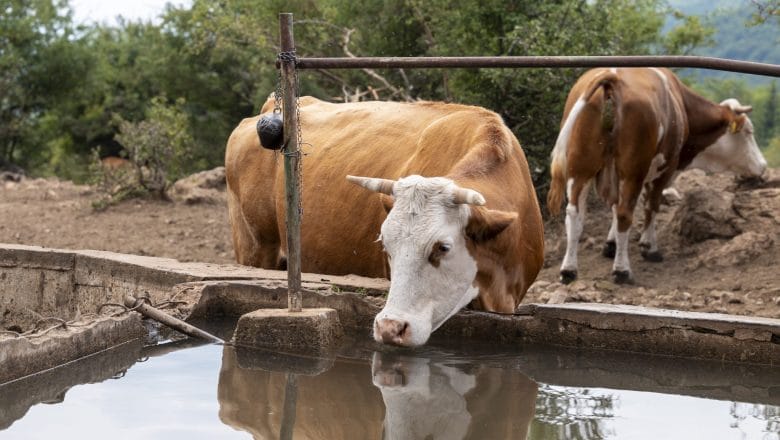 Kazne do tri miliona dinara: Evo šta donosi novi Zakon o stočarstvu