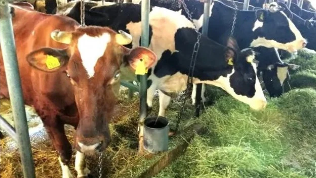 Kolike su šanse za širenje antraksa u Srbiju