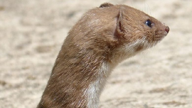 Kad priroda zakuca na vrata: Lasice u Mirijevu nisu slučajnost