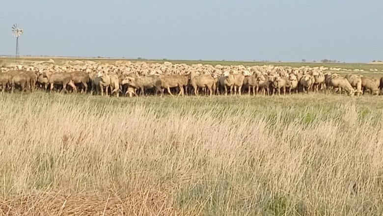 Pašnjaci – oslonac stočarima, uzurpatorima oduzeti rod