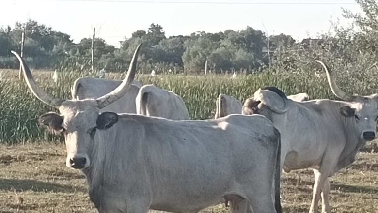 NA PRODAJU STADO PODOLACA