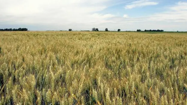 Paori pred ekonomskim slomom, suša pojela rod