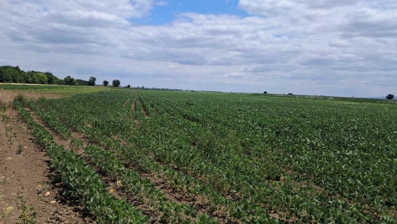 Soja ostala u „maju“, suncokretu fali još kiše!