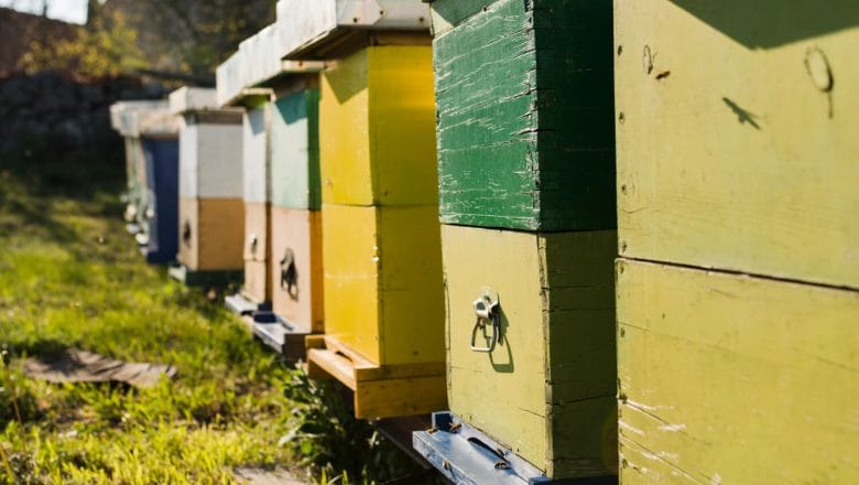 Priprema pčela za zimu – avgustovska paša i ključne radnje u pčelinjaku