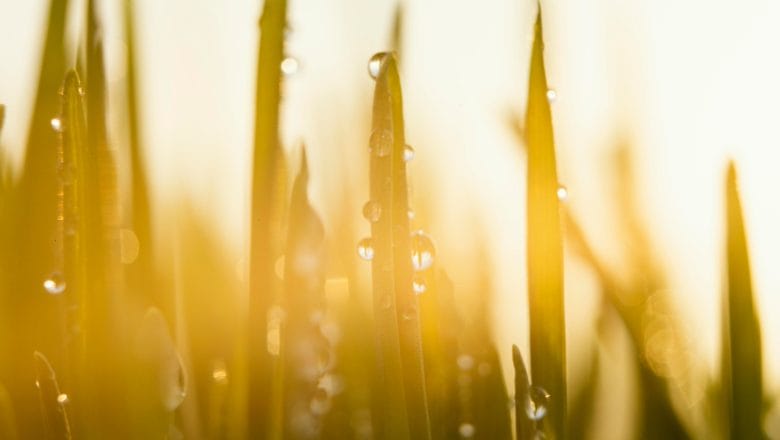 Nemačka pokazuje kako poljoprivreda može da odgovori na sušu