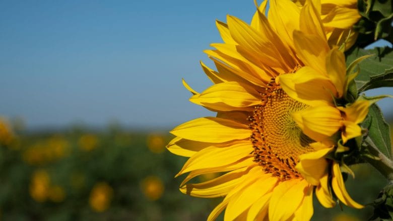 Suša umanjila rod suncokreta, cena viša nego prošle godine