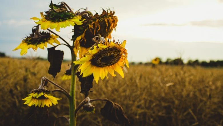 Suša prepolovila rod kukuruza – suncokret bolji, ali i dalje ispod proseka