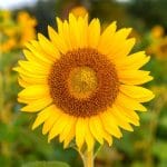 SUNCOKRET: MEĐUNARODNI POLJOPRIVREDNI SAJAM U NOVOM FORMATU