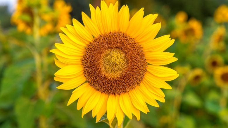 PRVI SUNCOKRET: Grad Valjevo pomaže bušenje seoskih bunara