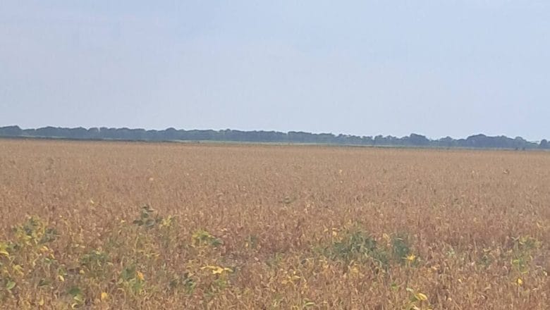 POGLED U POLJE I NEBO: SOJA NA IZDISAJU, SUNCOKRETA MANJE U SILOSIMA