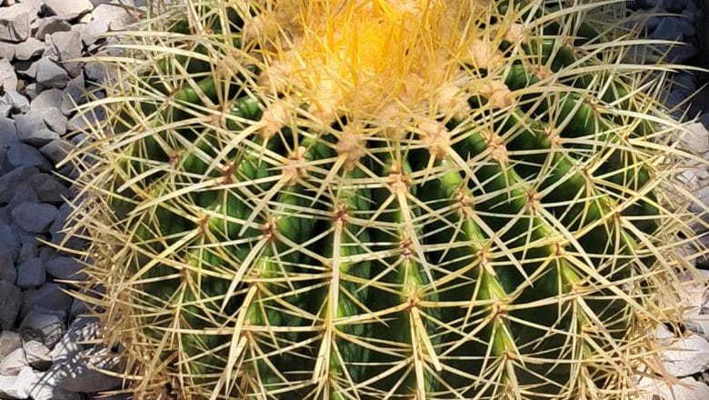 PRVI KAKTUS: Ministarstvo finansija čuva podatke o uvozu poljoprivrednih proizvoda