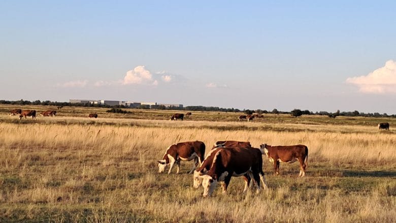 IMA LI KO DA ČUVA I BRANI PAŠNJAKE?