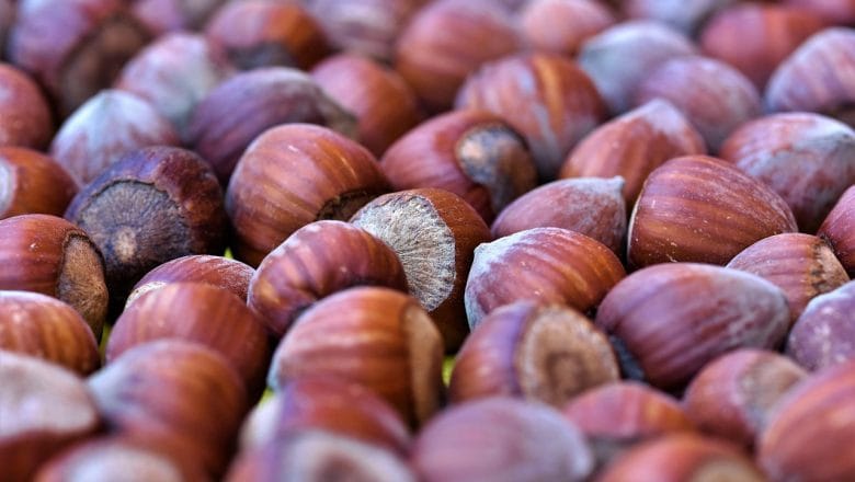 Kako lešnik donosi 10.000 evra po hektaru – i traje 50 godina