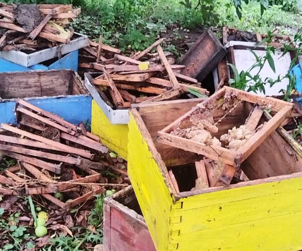 medved unistio košnice