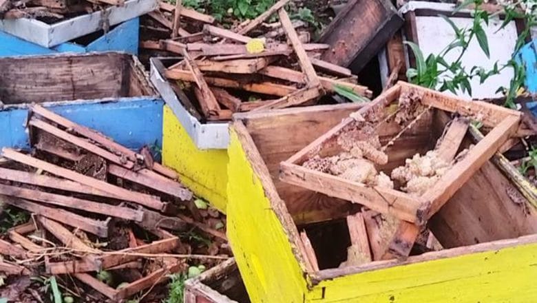 MEDVED SA GRMEČA PREOTEO UNUCI MED